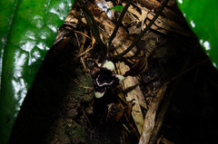 Asarum