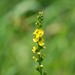Roadside Agrimony - Photo (c) Erika Mitchell, some rights reserved (CC BY-NC), uploaded by Erika Mitchell