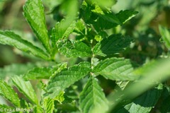 Agrimonia striata