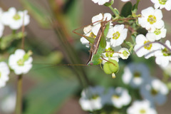 Conocephalus saltans