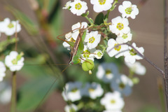 Conocephalus saltans