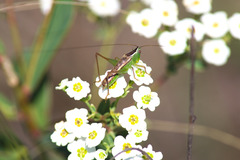 Conocephalus saltans