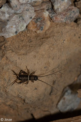 Teleogryllus derelictus