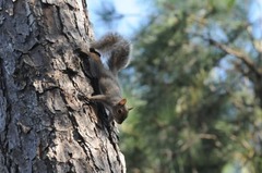 Sciurus carolinensis