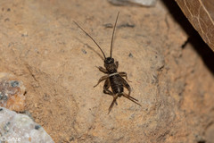 Teleogryllus derelictus