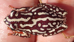 Hyperolius parallelus