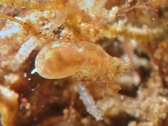 Vellicolla