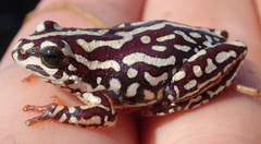 Hyperolius parallelus
