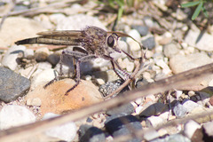 Proctacanthus milbertii