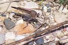 Proctacanthus milbertii