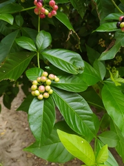 Rauvolfia littoralis