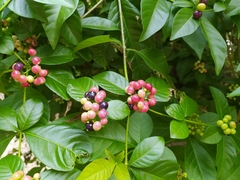 Rauvolfia littoralis
