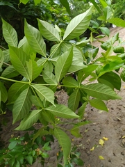 Rauvolfia littoralis