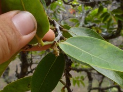 Diospyros sandwicensis