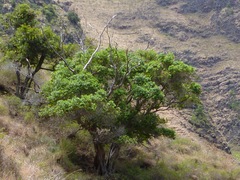 Diospyros sandwicensis