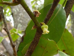 Diospyros sandwicensis
