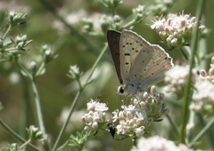 Tharsalea xanthoides