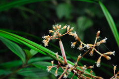 Mapania bancana