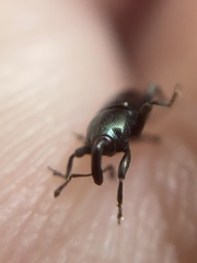Aulacobaris