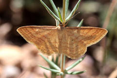 Idaea rufaria