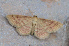 Idaea rufaria