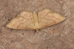 Idaea rufaria