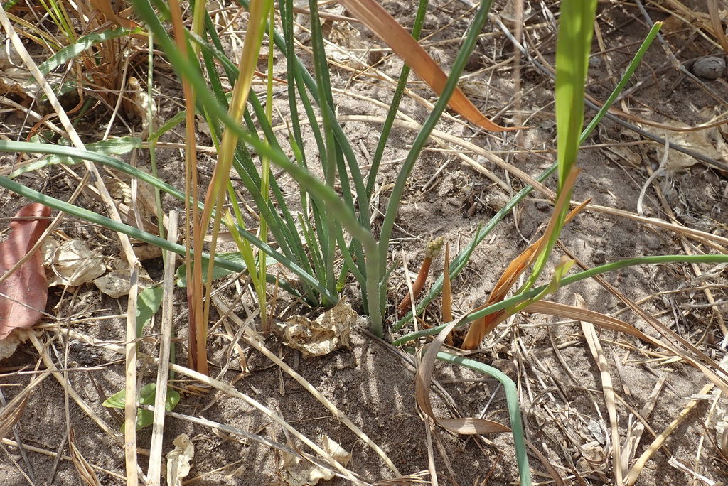 Trachyandra arvensis, Ngamiland West, North-West, Botswana