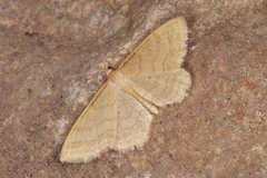 Idaea rufaria