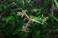 Mapania bancana