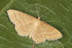 Idaea rufaria