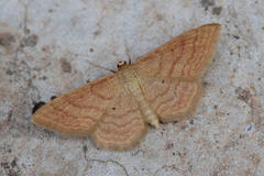 Idaea rufaria