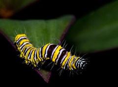 Egybolis vaillantina