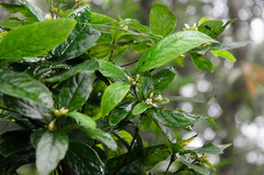 Pittosporum balansae