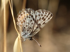 Euphilotes bernardino