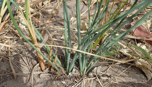 Trachyandra arvensis