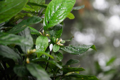 Pittosporum balansae
