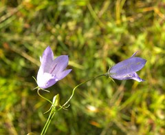 Campanula moravica