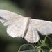 Idaea ossiculata - Photo (c) Heiner Ziegler, some rights reserved (CC BY-NC), uploaded by Heiner Ziegler