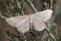 Idaea ossiculata