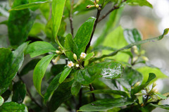 Pittosporum balansae