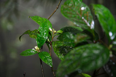 Pittosporum balansae