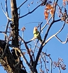 Agapornis roseicollis