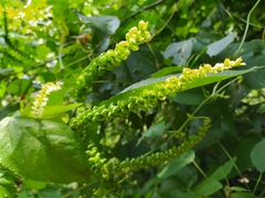 Acalypha macrostachya
