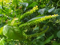 Acalypha macrostachya