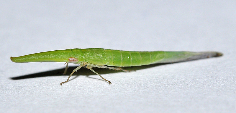 Pseudocephalelus bleusei