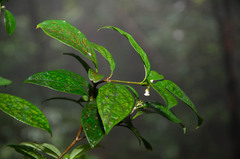 Pittosporum balansae