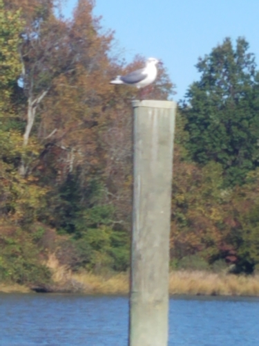 Laughing Gull photographed in Maryland