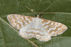 Idaea sericeata