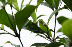 Pittosporum balansae