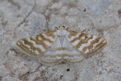 Idaea sericeata